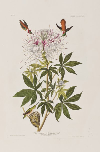 Kuvitus elokuvasta "Birds of America" tekijältä John James Audubon