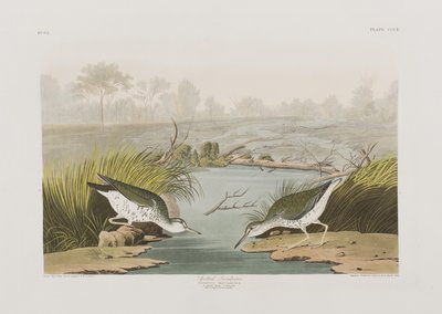 Kuvitus elokuvasta "Birds of America" tekijältä John James Audubon