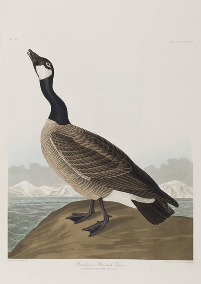 Il·lustració de 