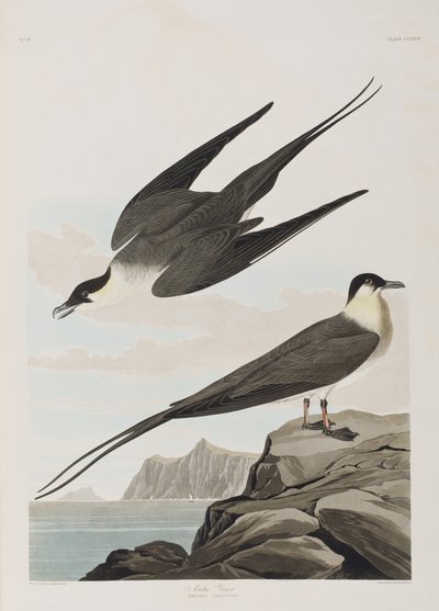 Kuvitus elokuvasta "Birds of America" tekijältä John James Audubon