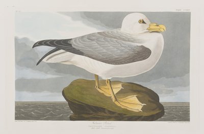 Kuvitus elokuvasta "Birds of America" tekijältä John James Audubon