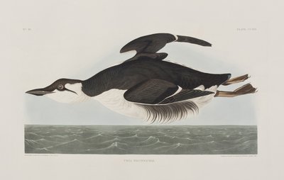 Kuvitus elokuvasta "Birds of America" tekijältä John James Audubon