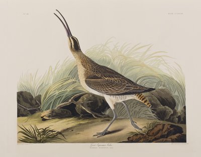 Kuvitus elokuvasta "Birds of America" tekijältä John James Audubon