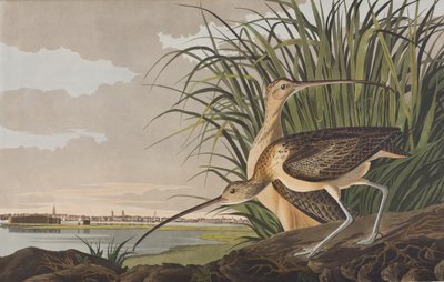 Kuvitus elokuvasta "Birds of America" tekijältä John James Audubon