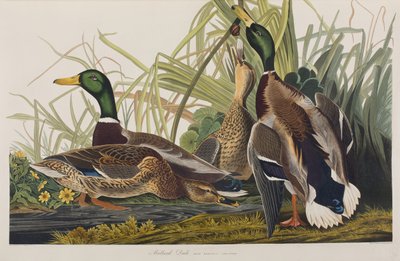 Kuvitus elokuvasta "Birds of America" tekijältä John James Audubon