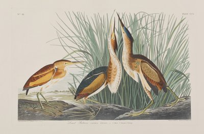 Kuvitus elokuvasta "Birds of America" tekijältä John James Audubon