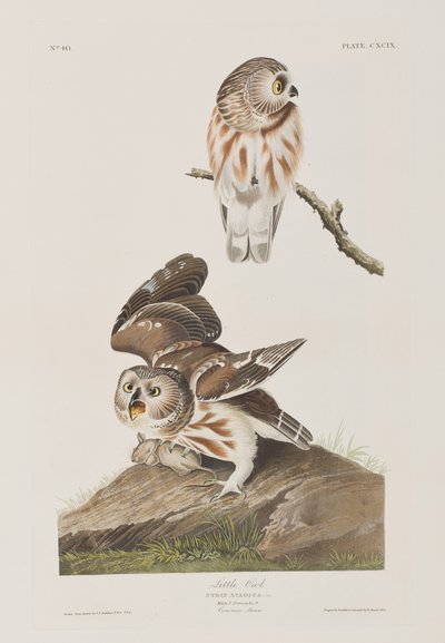 Kuvitus elokuvasta "Birds of America" tekijältä John James Audubon