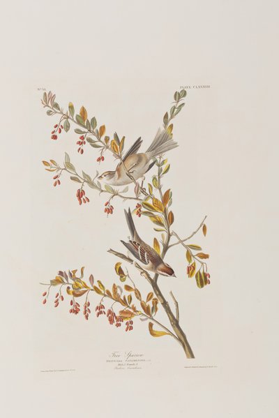 Kuvitus elokuvasta "Birds of America" tekijältä John James Audubon