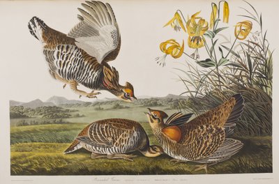 Kuvitus elokuvasta "Birds of America" tekijältä John James Audubon