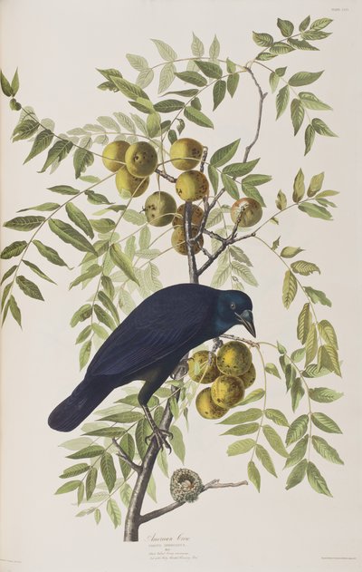 Kuvitus elokuvasta "Birds of America" tekijältä John James Audubon