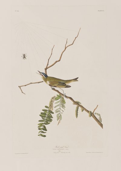 Kuvitus elokuvasta "Birds of America" tekijältä John James Audubon