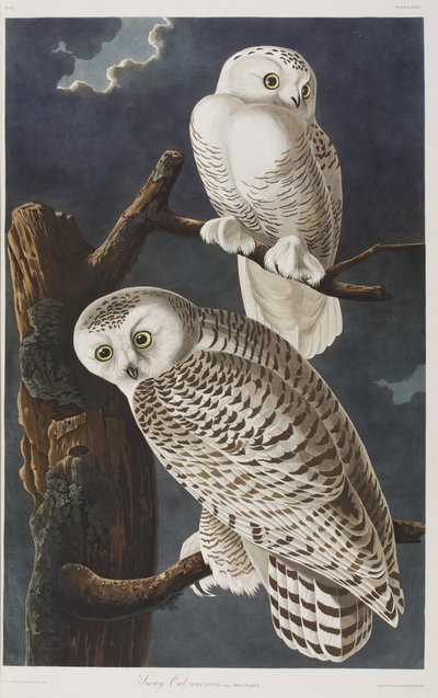Kuvitus elokuvasta "Birds of America" tekijältä John James Audubon