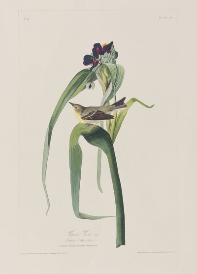 Kuvitus elokuvasta "Birds of America" tekijältä John James Audubon