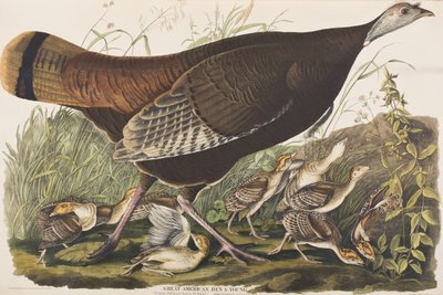 Kuvitus elokuvasta "Birds of America" tekijältä John James Audubon