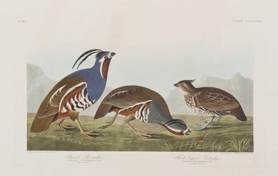 Kuvitus elokuvasta "Birds of America" tekijältä John James Audubon