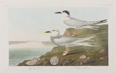 Kuvitus elokuvasta "Birds of America" tekijältä John James Audubon