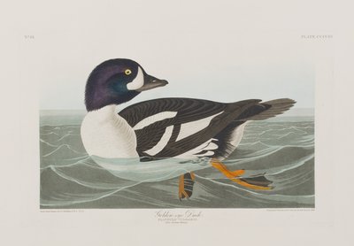 Kuvitus elokuvasta "Birds of America" tekijältä John James Audubon