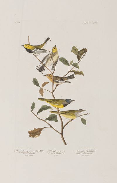 Kuvitus elokuvasta "Birds of America" tekijältä John James Audubon