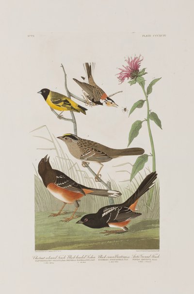 Kuvitus elokuvasta "Birds of America" tekijältä John James Audubon