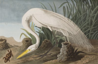 Kuvitus elokuvasta "Birds of America" tekijältä John James Audubon