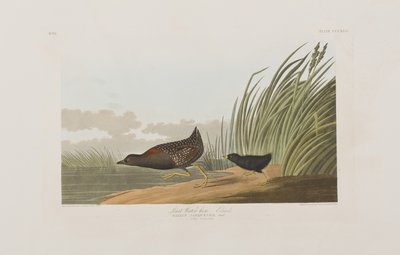 Kuvitus elokuvasta "Birds of America" tekijältä John James Audubon