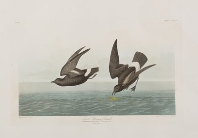 Kuvitus elokuvasta "Birds of America" tekijältä John James Audubon