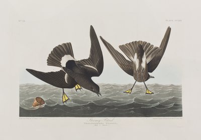 Kuvitus elokuvasta "Birds of America" tekijältä John James Audubon