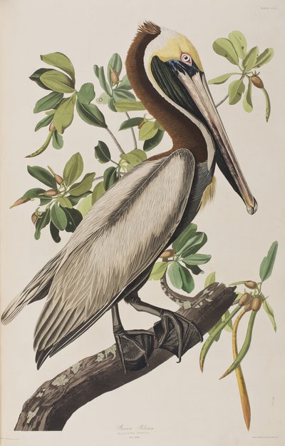 Kuvitus elokuvasta "Birds of America" tekijältä John James Audubon