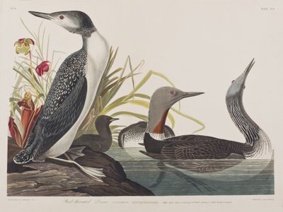Kuvitus elokuvasta "Birds of America" tekijältä John James Audubon