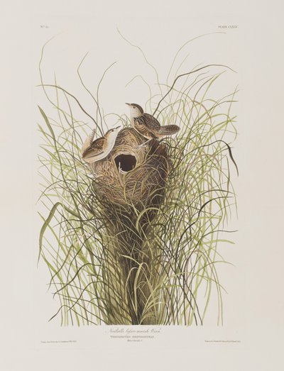 Kuvitus elokuvasta "Birds of America" tekijältä John James Audubon