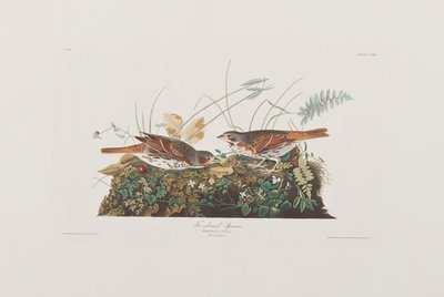 Kuvitus elokuvasta "Birds of America" tekijältä John James Audubon