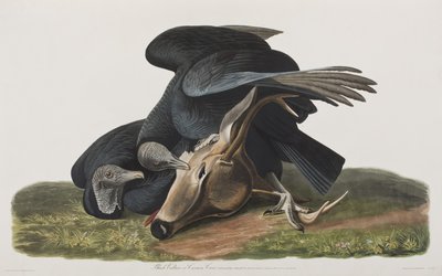 Kuvitus elokuvasta "Birds of America" tekijältä John James Audubon