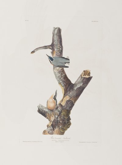 Kuvitus elokuvasta "Birds of America" tekijältä John James Audubon