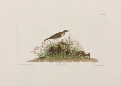 Kuvitus elokuvasta "Birds of America" tekijältä John James Audubon