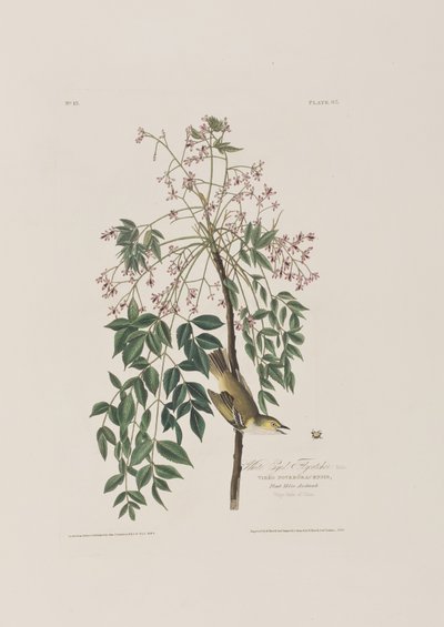 Kuvitus elokuvasta "Birds of America" tekijältä John James Audubon