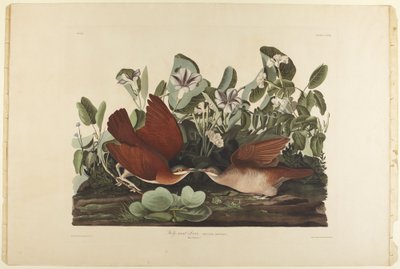  tekijältä John James Audubon