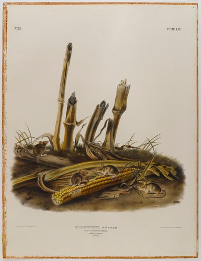 Pieni sadonkorjuuhiiri tekijältä John James Audubon