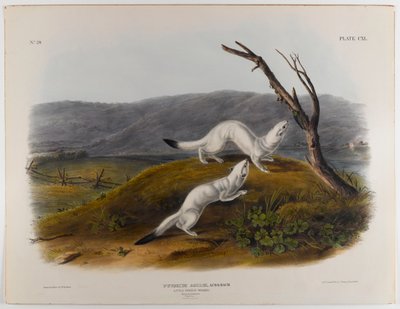 Pieni ketterä lumikko tekijältä John James Audubon