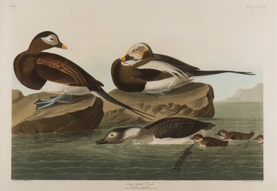 Pitkähäntäinen ankka, 1836 (wc paperilla) tekijältä John James Audubon