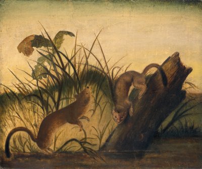 Pitkähäntäinen lumikko, n. 1845. tekijältä John James Audubon