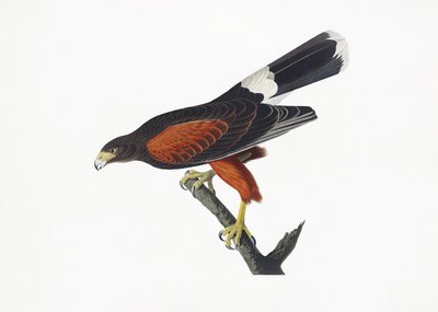 Louisianan haukka teoksesta *Birds of America* (1827) tekijältä John James Audubon