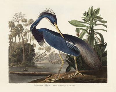 Louisianan haikara teoksesta *Birds of America* (1827) tekijältä John James Audubon