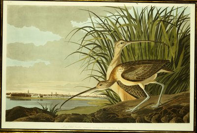 Uros ja naaras Long Billed Curlew tekijältä John James Audubon