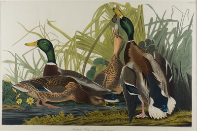 Sinisorsa, 1834 (wc paperilla) tekijältä John James Audubon