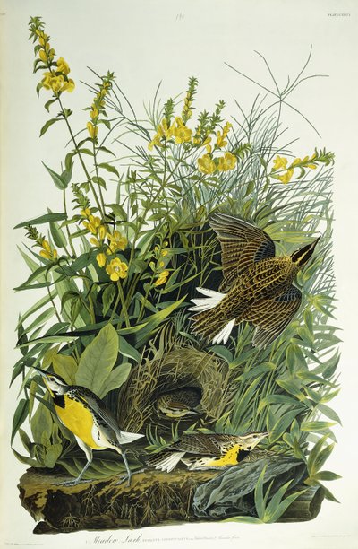 Meadow Lark, 1832 tekijältä John James Audubon