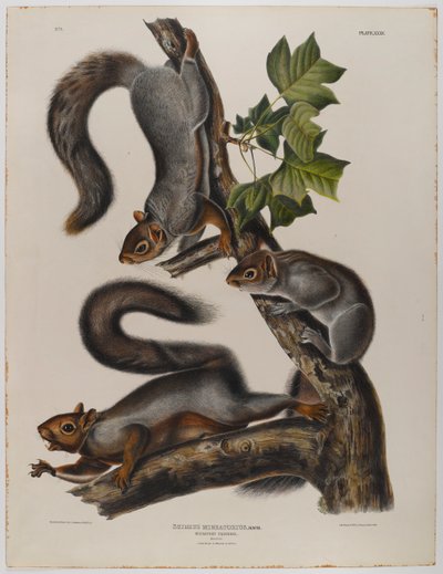 Muutto-orava tekijältä John James Audubon