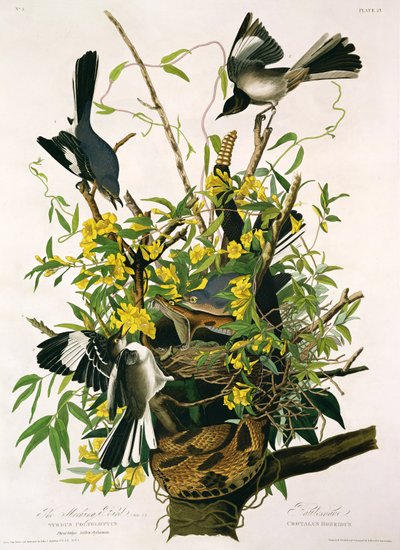 Pilkkaavat linnut ja kalkkarokäärme, elokuvasta "Birds of America", kaiverrus Robert Havell (1793-1878) (katso yksityiskohdat 195126) tekijältä John James Audubon