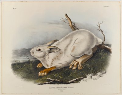 Pohjoinen jänis (talvijänis) tekijältä John James Audubon