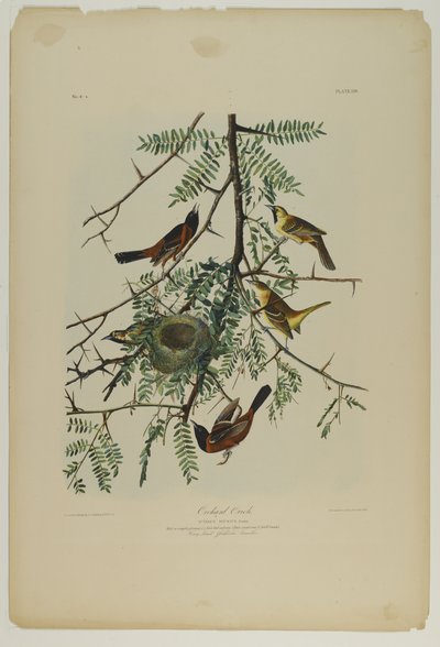 Orchard Oriole, paina Julien Bien ja julkaisi Roe Lockwood & Son, 1861 (kromolitografia) tekijältä John James Audubon
