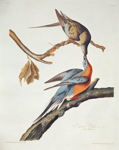 Passenger Pigeon, "Birds of America" tekijältä John James Audubon
